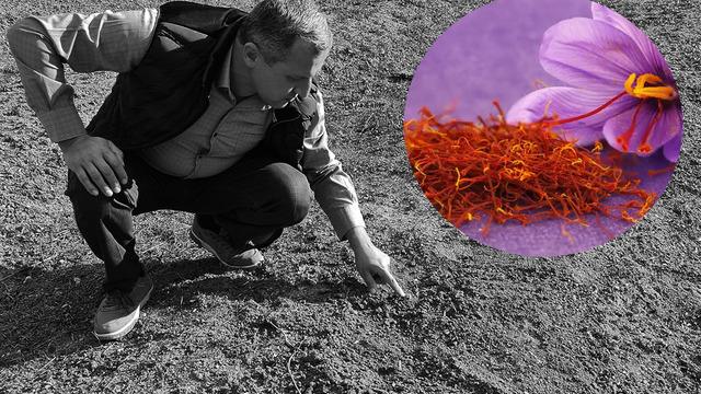 Kurak hava safranı da vurdu: Bu yıl kilosu 250 bin lirayı görecek