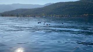 Yunanistan’a yüzerek geçmeye çalışan kaçak göçmenler yakalandı