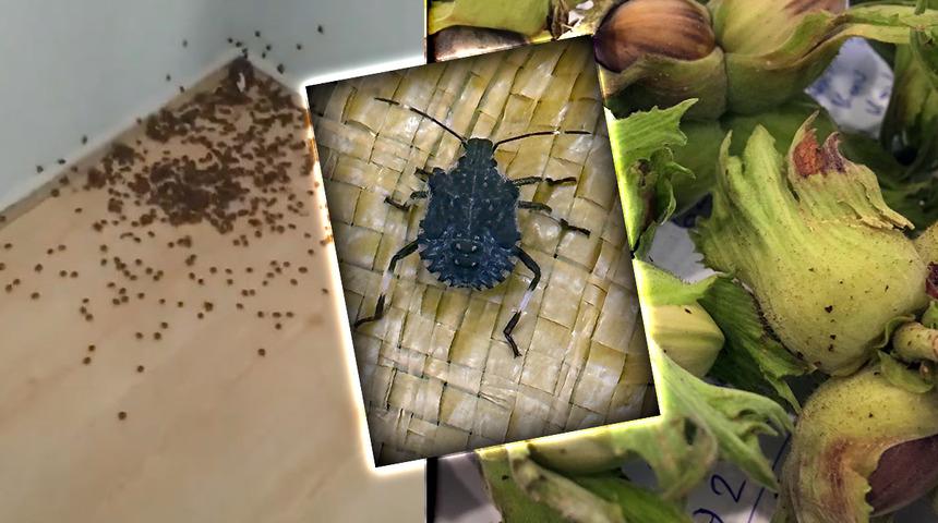 Fındık üretimi büyük tehlikede: Karadeniz'de 'istilacı böcek' belası! 'Gördüğün yerde yok et' işe yaramadı, 'samuray arı'lar devreye girdi