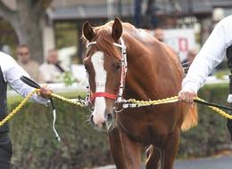 Dört ayaklı darphane! Safkan Arap atının fiyatı dudak uçuklattı: Tam 5 milyon liraya satıldı