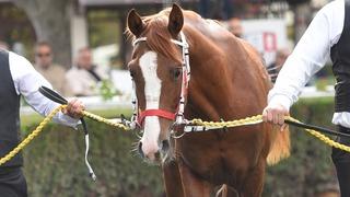 Dört ayaklı darphane! Safkan Arap atının fiyatı dudak uçuklattı: Tam 5 milyon liraya satıldı
