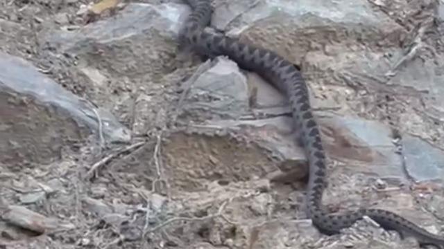 Kış uykusuna yatmak için yuva arayan yılan Eskişehir’de görüntülendi