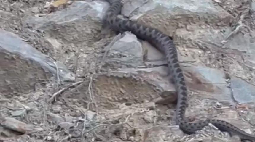 Kış uykusuna yatmak için yuva arayan yılan Eskişehir’de görüntülendi