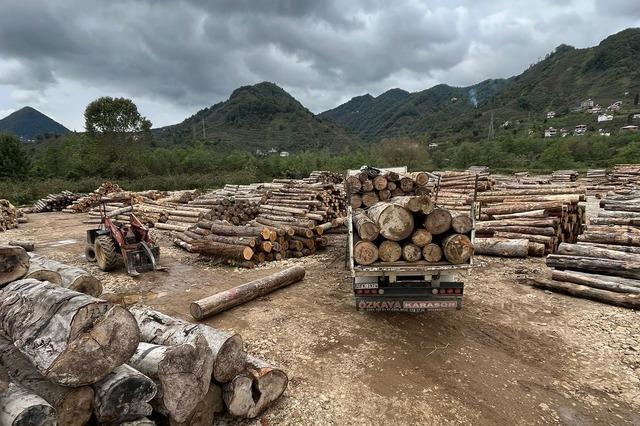 Giresun'da üzerine tomruk düşen kişi öldü