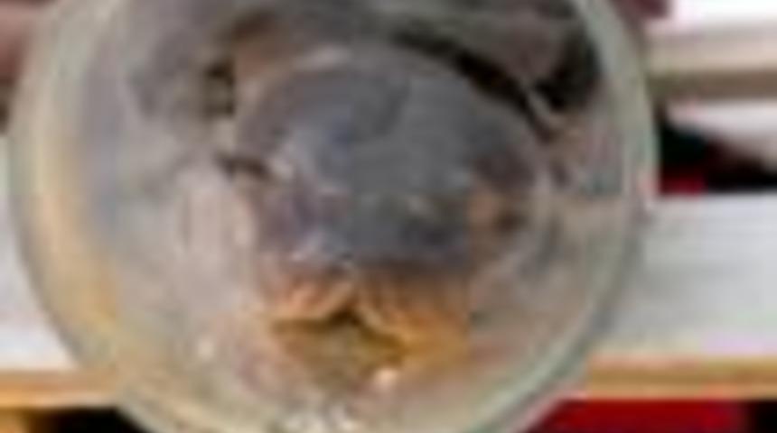 Malezya'da yakalanan 'd&uuml;nyanın en uzun yılanı' &ouml;ld&uuml;