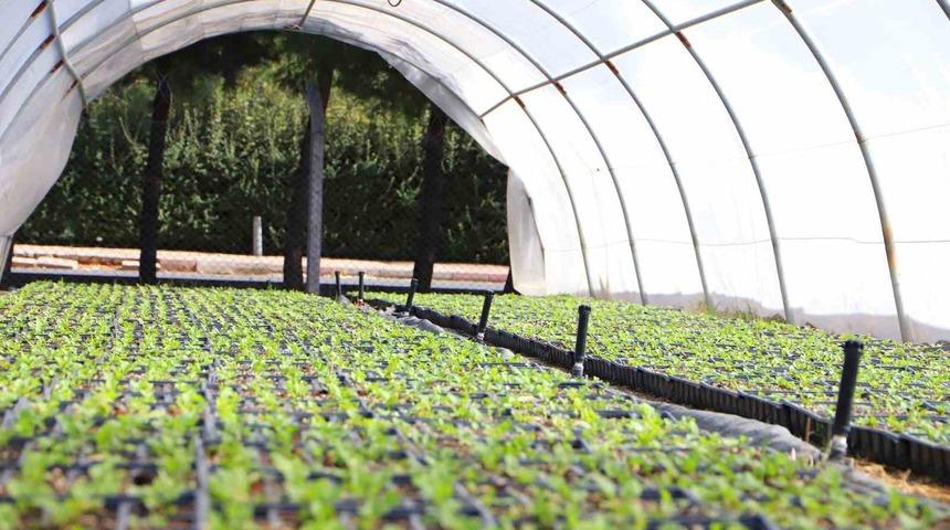 Diyarbakır’ın caddeleri 1 milyon 200 bin çiçekle süslenecek