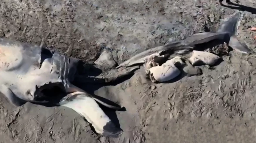 Sahilde ikiye bölünmüş halde bulunan kalıntıların gizemi çözüldü! "Ceset oldukça tazeydi"