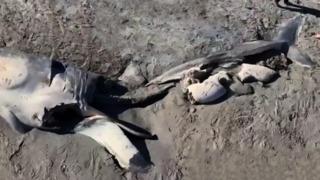 Sahilde ikiye bölünmüş halde bulunan kalıntıların gizemi çözüldü! Ceset oldukça tazeydi