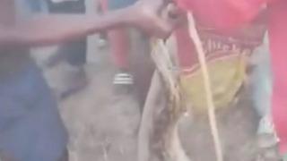 Bunun adı resmen işkence! Pitonunun boyunun ne kadar uzayabileceğini ölçmek istediler... Yakaladıkları hayvana zorla litrelerce alkol içirdiler