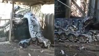 Filmleri aratmayacak yöntem! İnsan yediğinden şüphelendikleri anakondayı başından iple bağlayarak yakaladılar