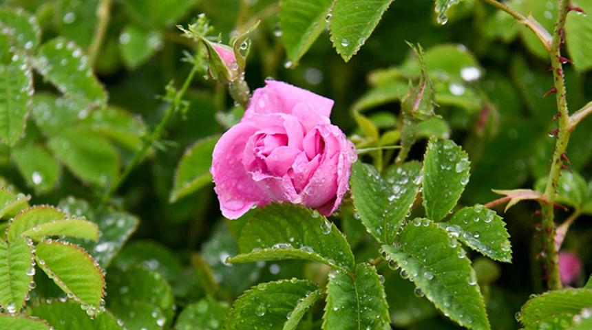 Isparta'da gül çiçeği taban fiyatı belli oldu!