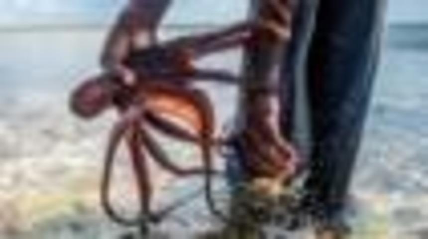 Zanzibar'ın ahtapot avcıları