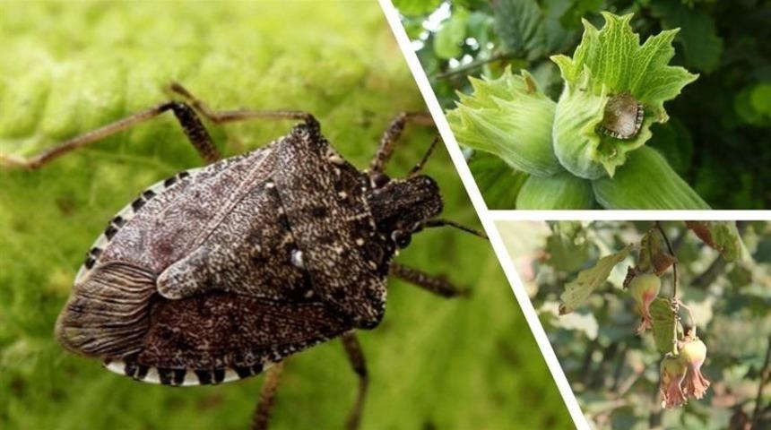 Ev ve işyerlerine gizleniyor, tarım ürünlerine zararı büyük! "Gördüğünüz yerde imha edin"