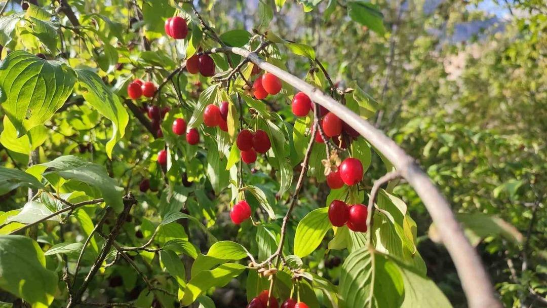 Kilosu 80 TL... Kızılcık tezgahlarında yerini aldı: "Kansere karşı da koruyucu niteliktedir" 3