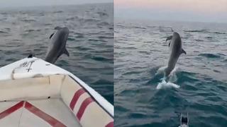 Yunus, balıkçıya adeta gösteri yaptı! O anlar böyle görüntülendi