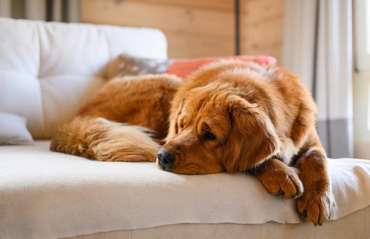 Son soru... Köpeğiniz yere yattıysa ve kaşlarını kaldırarak, gözlerini büyüterek size bakıyorsa bu ne demektir?