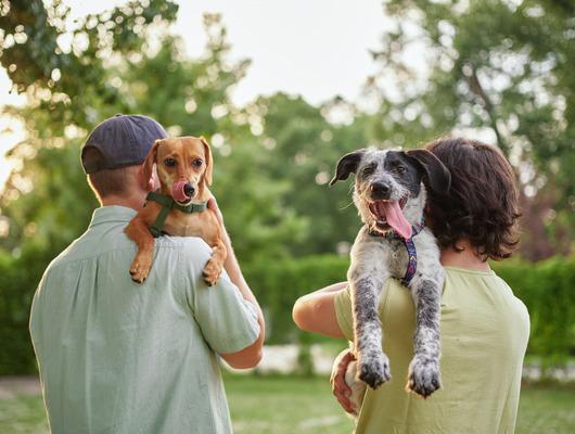 Köpeklerin dilinden ne kadar iyi anlıyorsun?