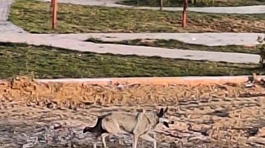 Yolunu kaybedip şehir merkezine indi! Görenler şaşkına döndü