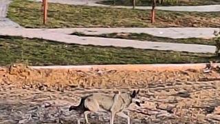 Yolunu kaybedip şehir merkezine indi! Görenler şaşkına döndü