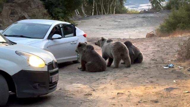 Yer: Bitlis! Araçların yolunu kesen ayılar sürücülere zor anlar yaşattı