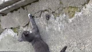 Kedinin fare ile gülümseten oyunu! O anları görür görmez kayda aldı