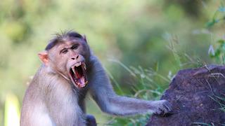 Şaşkına çeviren görüntüler! İngiliz turist otel odasında maymunun cinsel saldırısına uğradı... Ne yapacağını şaşırdı