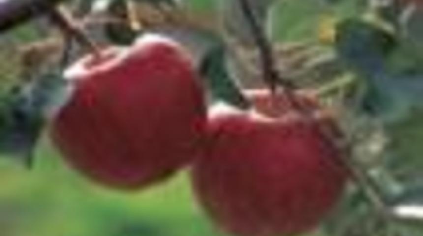 DERGİ  Kazak elmaları neden ilgi görüyor?