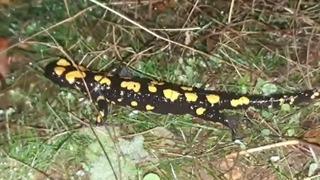 Soyu tehlikede olduğu için koruma altında! O ilimizde böyle görüntülendi