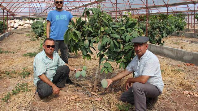 Tüm domatesleri söküp onu dikti! 300 yıllık yatırım yaptı 'Fazla bir masrafı yok, para kazandırıyor ama...'