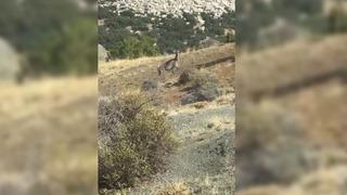 Görünce şaşkınlığını gizleyemedi! 'Görünmez diyorlardı bir de... Al işte' Hemen telefonuna sarıldı