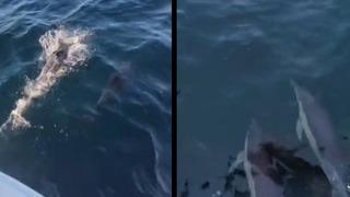 Yer: Maltepe sahili! Yunus balıklarının oluşturduğu görsel şölen kamerada