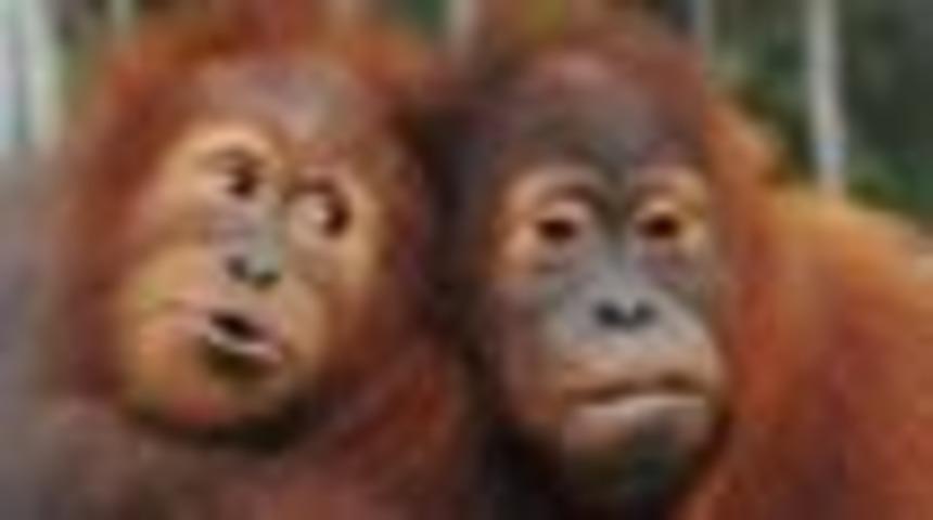 B&uuml;y&uuml;k maymunlar 'm&uuml;zikten anlamıyor'