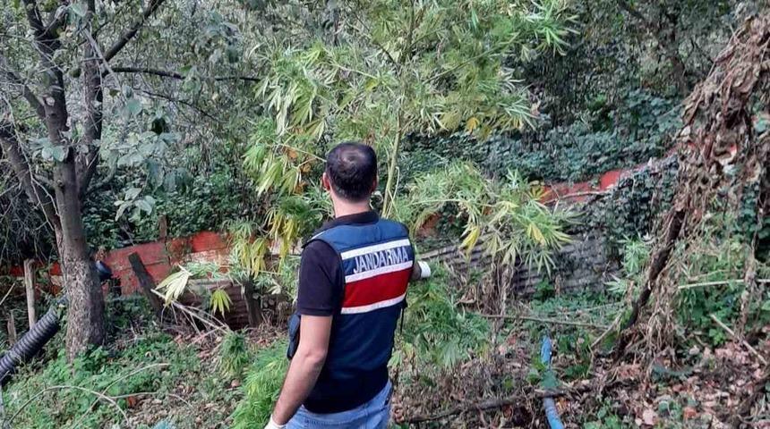 Artvin’de jandarmadan uyuşturucu operasyonu