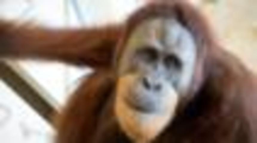 Orangutanlar insan sesini taklit edebiliyor