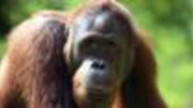 Orangutan, şempanze ve gorillerin kaçak ticareti artıyor