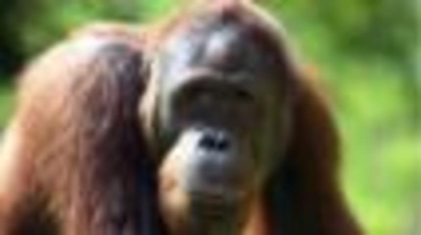 Orangutan, şempanze ve gorillerin ka&ccedil;ak ticareti artıyor