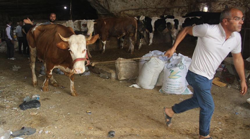 Şanlıurfa’da dev mağarada tavan çöktü, hayvanlar telef oldu!