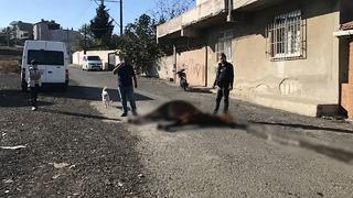 Yürek sızlatan görüntü! Yol ortasında ölüme terk edildi