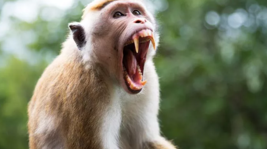 Maymunun kaçırdığı üç yaşındaki çocuk uçurumun kenarında bulundu! "Her şey birkaç saniye içinde oldu"