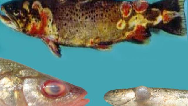 Türkiye'deki balıklarda 'VHS' tehdidi! En çok o bölgede görüldü: 'Ülkemizin başına bela olmaya başladı'