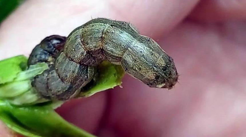 Çiftçilerin yeni düşmanı istilacı ‘güz tırtılı’