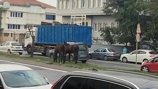 Yer: Avcılar! Refüjdeki manzara görenleri şaşkına çevirdi: Nasıl geldikleri bilinmiyor