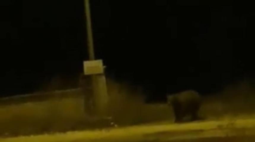 İki ayının birbirine seslenmesi cep telefonuna kamerasına kaydedildi