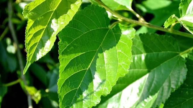 Ispanaktan 10 kat fazla demir, sütten 25 kat fazla kalsiyum içeriyor! Faydalarını duyan çok şaşırıyor