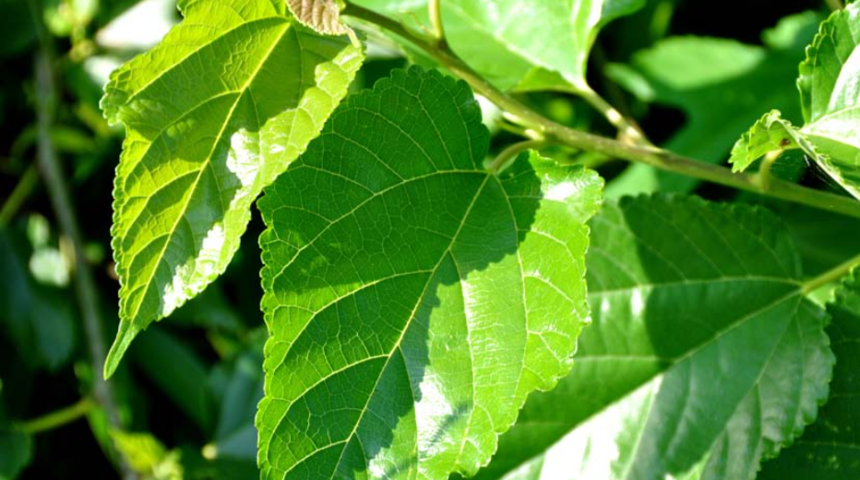 Ispanaktan 10 kat fazla demir, sütten 25 kat fazla kalsiyum içeriyor! Faydalarını duyan çok şaşırıyor