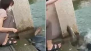 Her şey saniyeler içinde oldu! Bir anda ortaya çıkınca kimse ne olduğunu anlayamadı... Yılan timsah melezi gibi