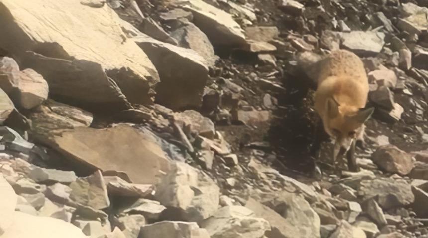 Baraj gölünde balık tutan vatandaşlar tilkiyi besledi!