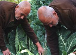 6 yıl önce deneme amaçlı dikti! Şimdi siparişlere yetişemiyor: "Tanesi 20 liradan alıcı buluyor"
