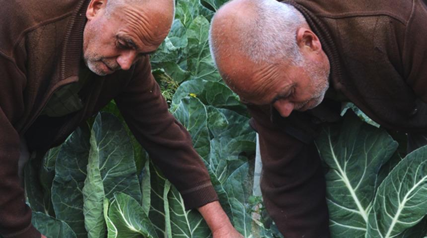 6 yıl önce deneme amaçlı dikti! Şimdi siparişlere yetişemiyor: "Tanesi 20 liradan alıcı buluyor"