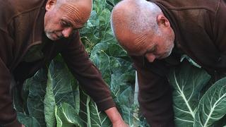 6 yıl önce deneme amaçlı dikti! Şimdi siparişlere yetişemiyor: Tanesi 20 liradan alıcı buluyor